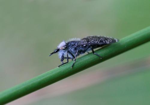 Haematopota sp.